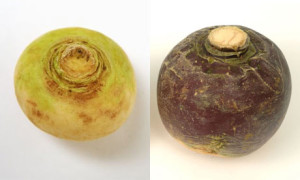 Turnip or swede? That is the question.