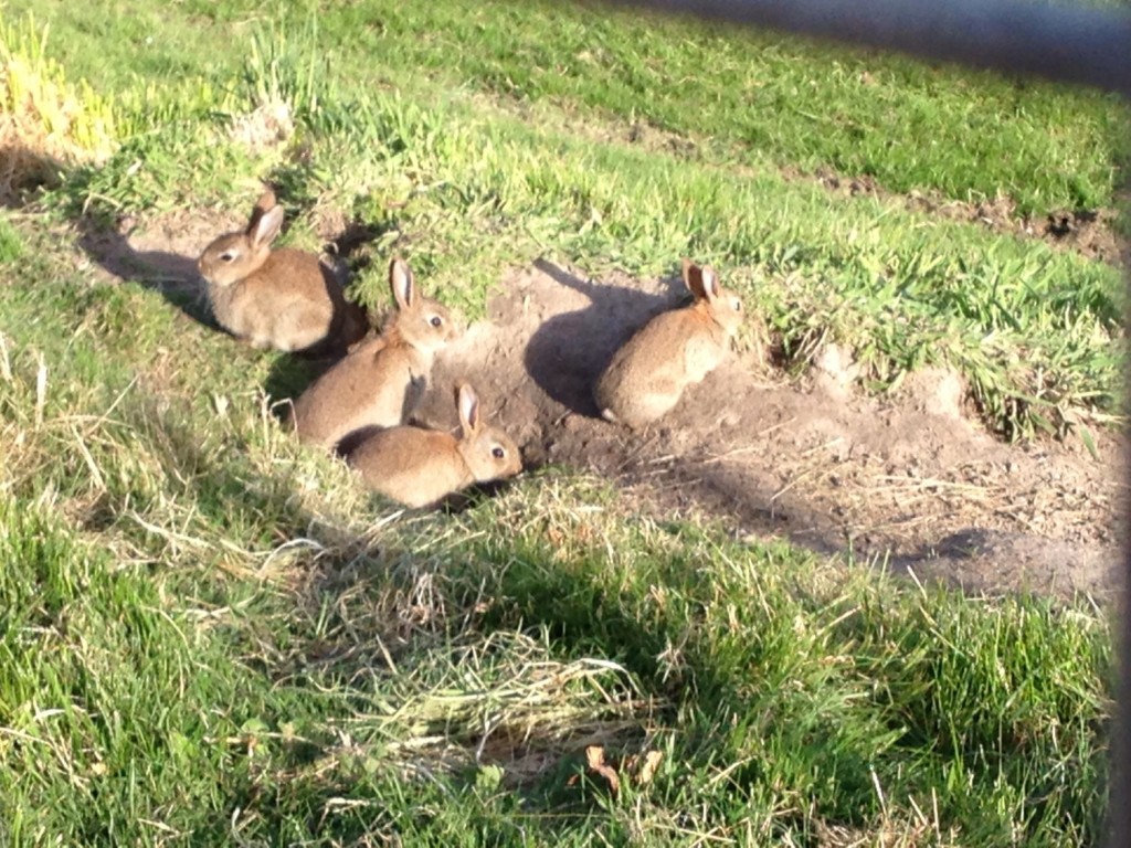 Fire av medlemmene i familien Rabbit